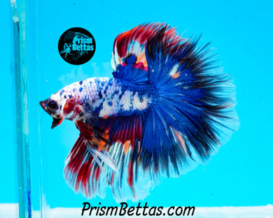 Marble Halfmoon Male
