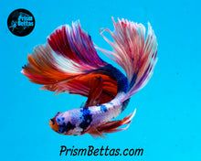 Load image into Gallery viewer, Rainbow Marble Halfmoon Male