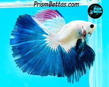 Load image into Gallery viewer, Blue Rim Marble Halfmoon Male
