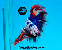 Load image into Gallery viewer, Marble Halfmoon Male