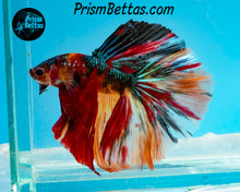 Load image into Gallery viewer, Candy Koi Halfmoon Male