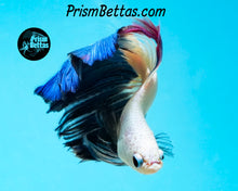 Load image into Gallery viewer, Blue Rim Marble Halfmoon Male