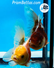 Load image into Gallery viewer, Kirin Shogun Oranda ~2.5-3 inches (body only)