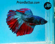 Load image into Gallery viewer, Marble Halfmoon Male