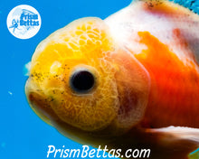 Load image into Gallery viewer, Lemonhead Sakaru Longfinned Shogun Oranda ~2.5-3 inches (body only)