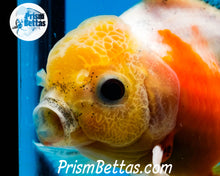 Load image into Gallery viewer, Lemonhead Sakaru Longfinned Shogun Oranda ~2.5-3 inches (body only)