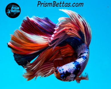 Rainbow Marble Halfmoon Male