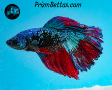 Load image into Gallery viewer, Marble Halfmoon Male