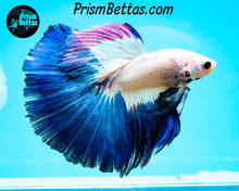 Load image into Gallery viewer, Blue Rim Marble Halfmoon Male
