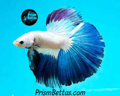Blue Rim Marble Halfmoon Male