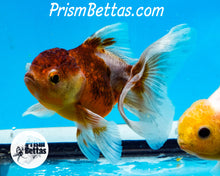 Load image into Gallery viewer, Kirin Shogun Oranda ~2.5-3 inches (body only)