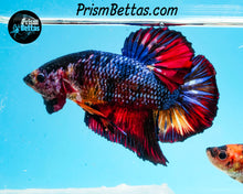 Load image into Gallery viewer, Rainbow Marble Giant Halfmoon Plakat Male