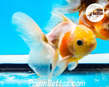 Load image into Gallery viewer, Lemonhead Sakaru Longfinned Shogun Oranda ~2.5-3 inches (body only)