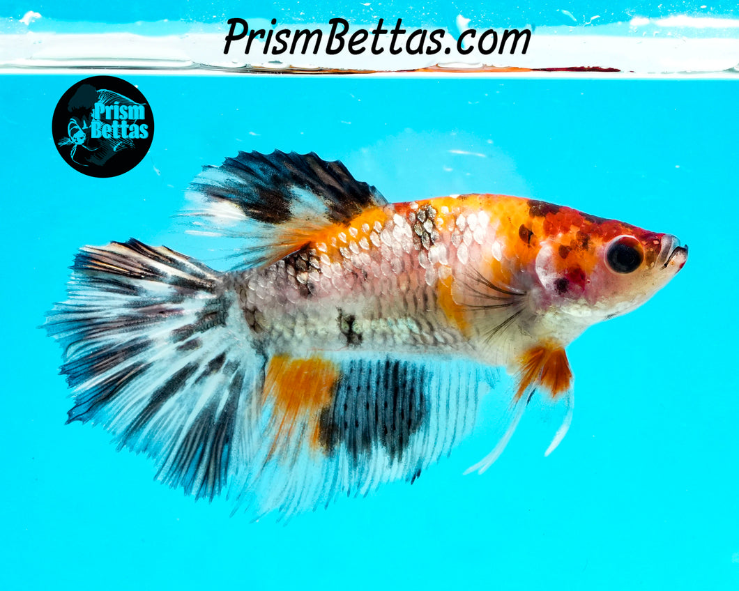 Candy Koi Halfmoon Female