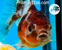 Load image into Gallery viewer, Kirin Shogun Oranda ~2.5-3 inches (body only)