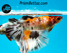 Load image into Gallery viewer, Candy Koi Halfmoon Female