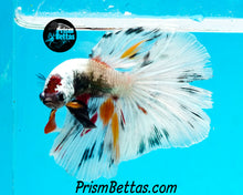 Load image into Gallery viewer, Copper Marble Halfmoon Male