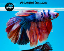 Load image into Gallery viewer, Rainbow Marble Halfmoon Male