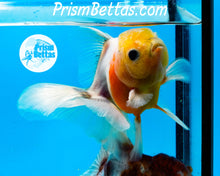 Load image into Gallery viewer, Lemonhead Sakaru Longfinned Shogun Oranda ~2.5-3 inches (body only)