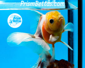 Lemonhead Sakaru Longfinned Shogun Oranda ~2.5-3 inches (body only)