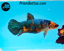 Load image into Gallery viewer, Rainbow Giant Halfmoon Plakat Male Female
