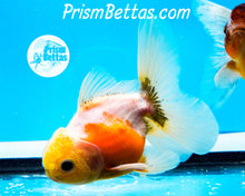 Load image into Gallery viewer, Lemonhead Sakaru Longfinned Shogun Oranda ~2.5-3 inches (body only)