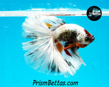 Load image into Gallery viewer, Copper Marble Halfmoon Male