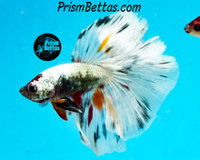 Load image into Gallery viewer, Copper Marble Halfmoon Male
