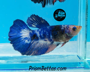 Marble Halfmoon Female