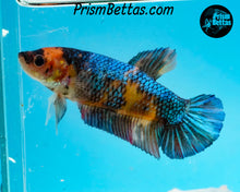 Load image into Gallery viewer, Rainbow Giant Halfmoon Plakat Male Female