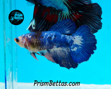 Load image into Gallery viewer, Marble Halfmoon Female