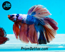 Load image into Gallery viewer, Rainbow Marble Halfmoon Male