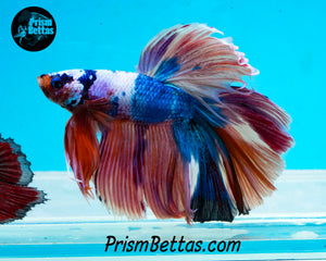 Rainbow Marble Halfmoon Male