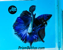 Load image into Gallery viewer, Blacklight Marble Halfmoon Female