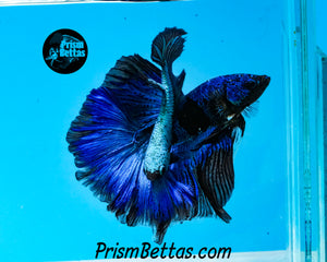 Blacklight Marble Halfmoon Female