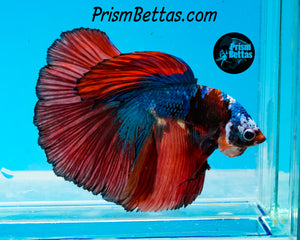 Marble Halfmoon Male