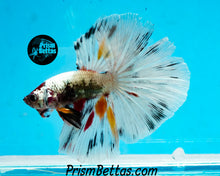Load image into Gallery viewer, Copper Marble Halfmoon Male