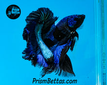 Load image into Gallery viewer, Blacklight Marble Halfmoon Female