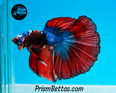 Marble Halfmoon Male