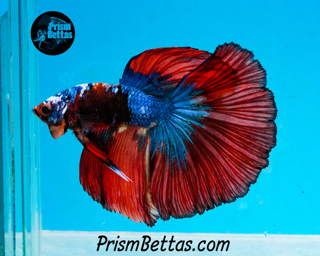 Marble Halfmoon Male