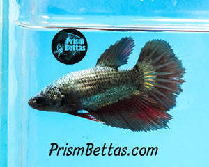 Copper Halfmoon Female Buy 4 Get 1 Free