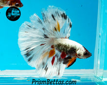 Load image into Gallery viewer, Copper Marble Halfmoon Male