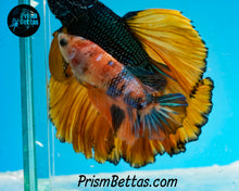 Load image into Gallery viewer, Candy Koi Halfmoon Female