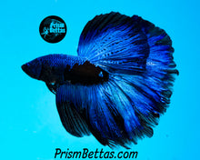 Load image into Gallery viewer, Blacklight Marble Halfmoon Female