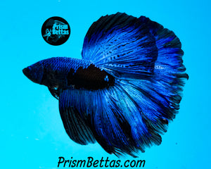 Blacklight Marble Halfmoon Female