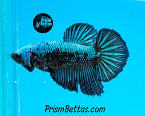 Blacklight Marble Halfmoon Female