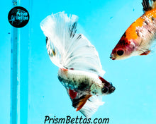 Load image into Gallery viewer, Copper Marble Halfmoon Male