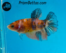 Load image into Gallery viewer, Candy Koi Halfmoon Female