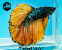 Load image into Gallery viewer, Mustard Gas Halfmoon Male