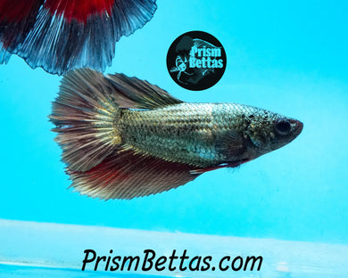 Copper Halfmoon Female Buy 4 Get 1 Free